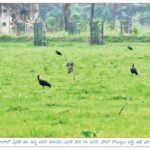 పక్షి వైవిధ్యం – వ్యవసాయ మార్గనిర్దేశం