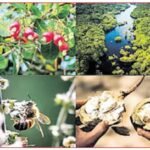 అడవుల రక్షణ అందరి బాధ్యత..